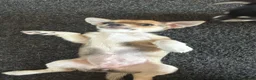 Mixed Breed dogs for sale: Chihuahua cross patterdale terrier puppies - Advert 3