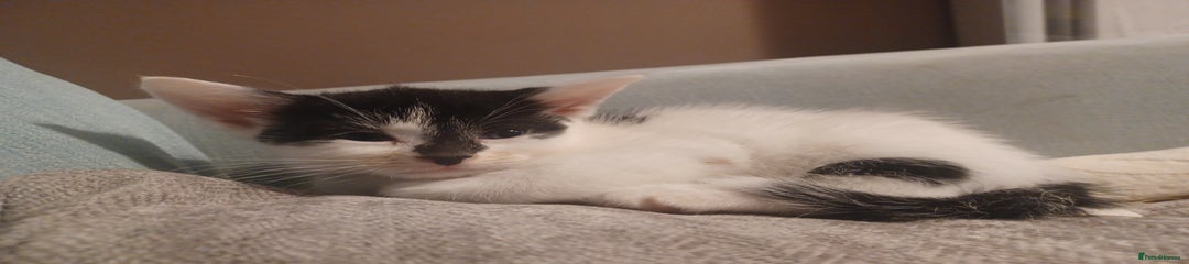 British Shorthair Kitten 1