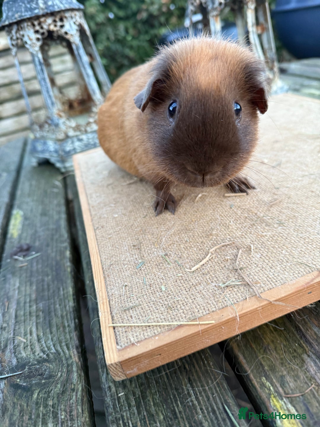Guinea Pig rodents for sale: Pure bred California & Swiss guineapigs  - Advert 5