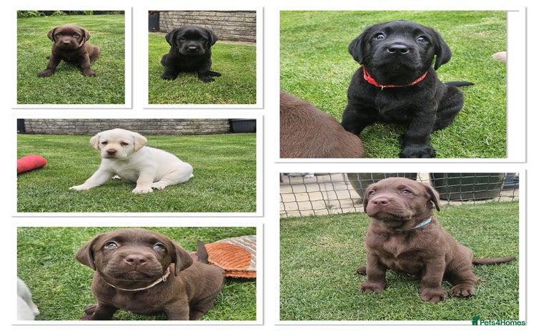 Labrador Retriever dogs - Advert 16