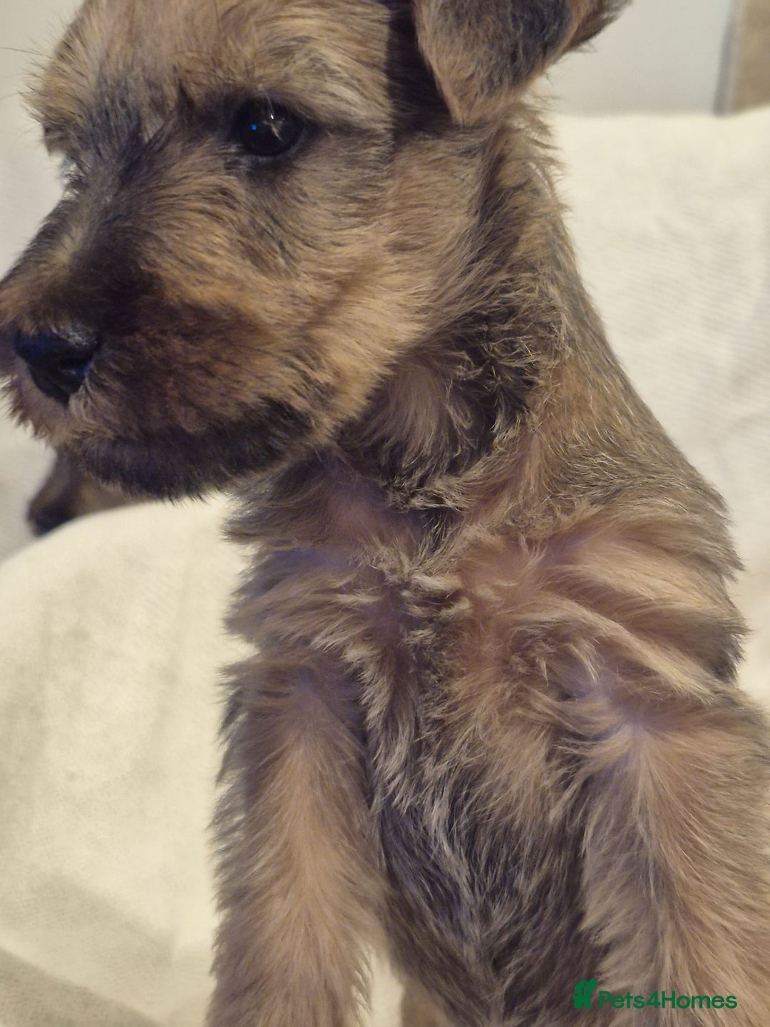 Irish Terrier dogs for sale: Home raised Irish terrier  - Image 17