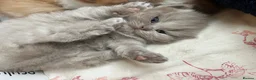 British Longhair cats for sale: ✨ Stunning TICA Reg British Longhair Kittens in Felixstowe - Advert 8