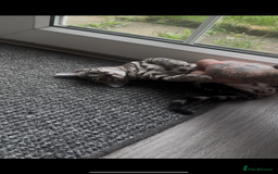 Bengal cats for sale: Breed quality silver bengal kittens 🐆💎🤍🩶🖤 - Image 21