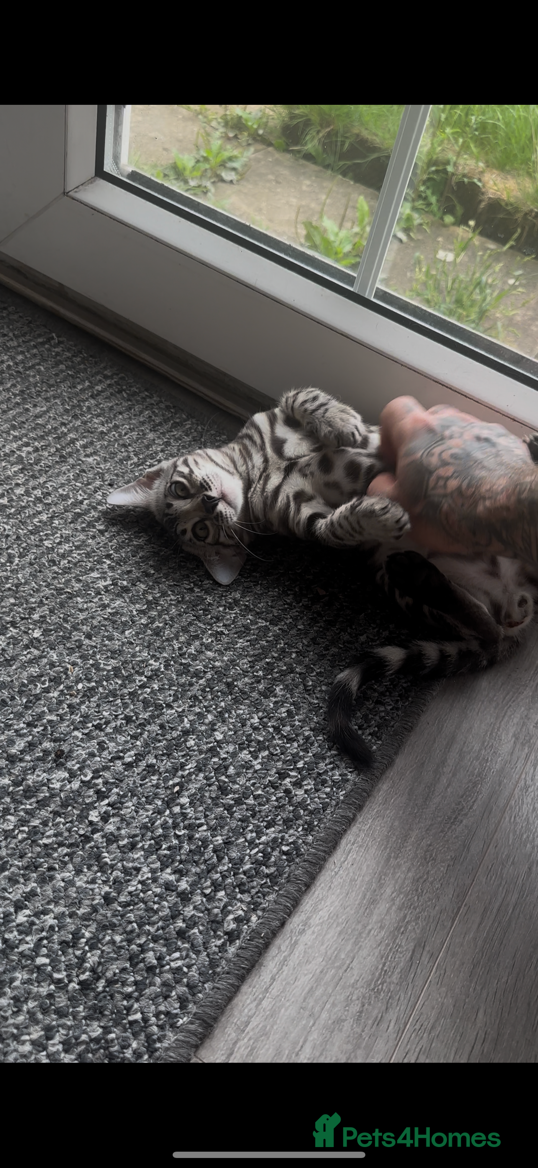 Bengal cats for sale: Breed quality silver bengal kittens 🐆💎🤍🩶🖤 - Image 21