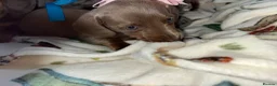 Dachshund dogs for sale: 5 beautiful dachshund puppies  in Bury - Advert 14