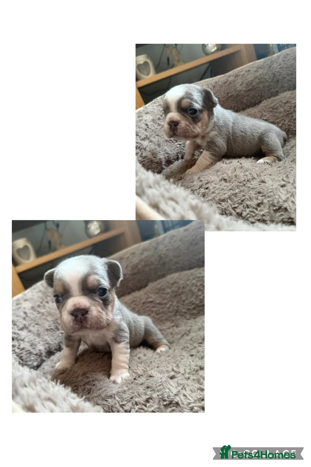 French Bulldog dogs for sale: LAST MALE LEFT beautiful KC reg French Bulldog - Advert 21