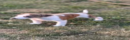 Whippet dogs for sale: Top Quality Whippet Puppies Ready to Reserve in Doncaster - Advert 16