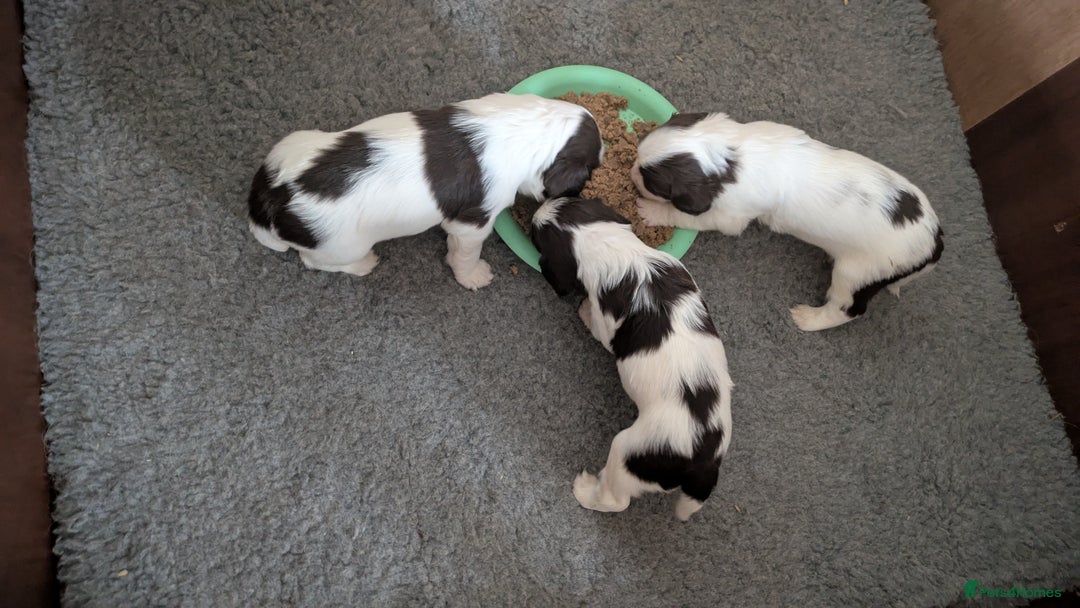 English Springer Spaniel dogs for sale: English Springer puppy *READY NOW* - Image 14