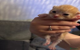 Bengal cats for sale: 3 ginger kittens for sale !!  - Image 3
