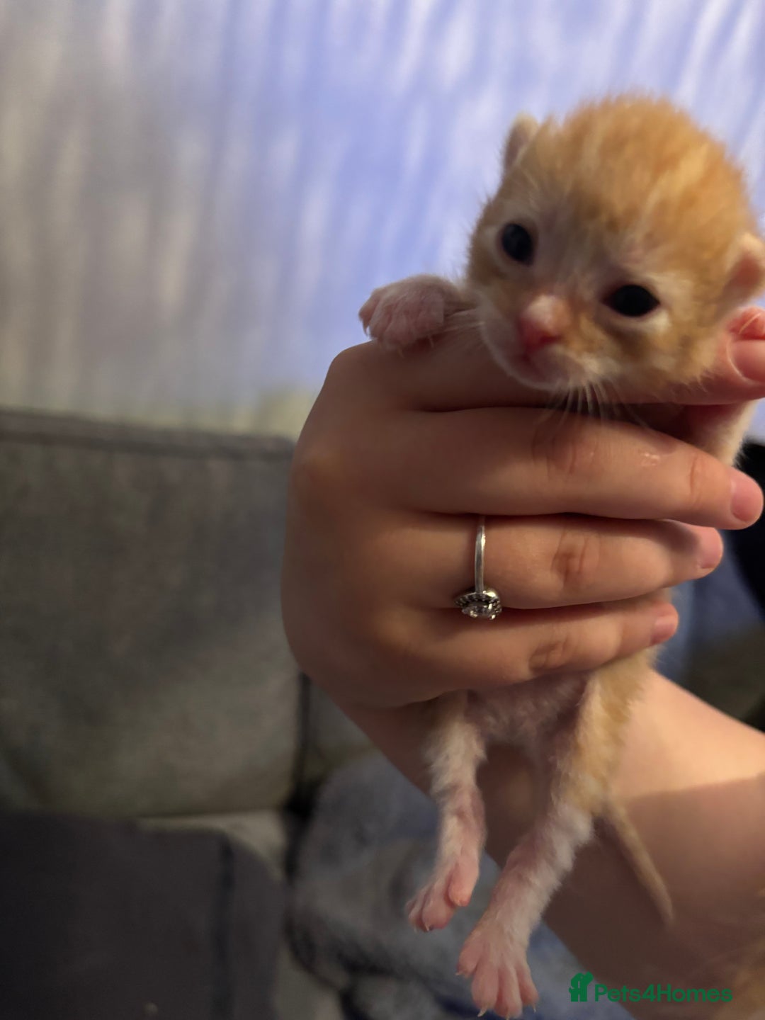 Bengal cats for sale: 3 ginger kittens for sale !!  - Image 3