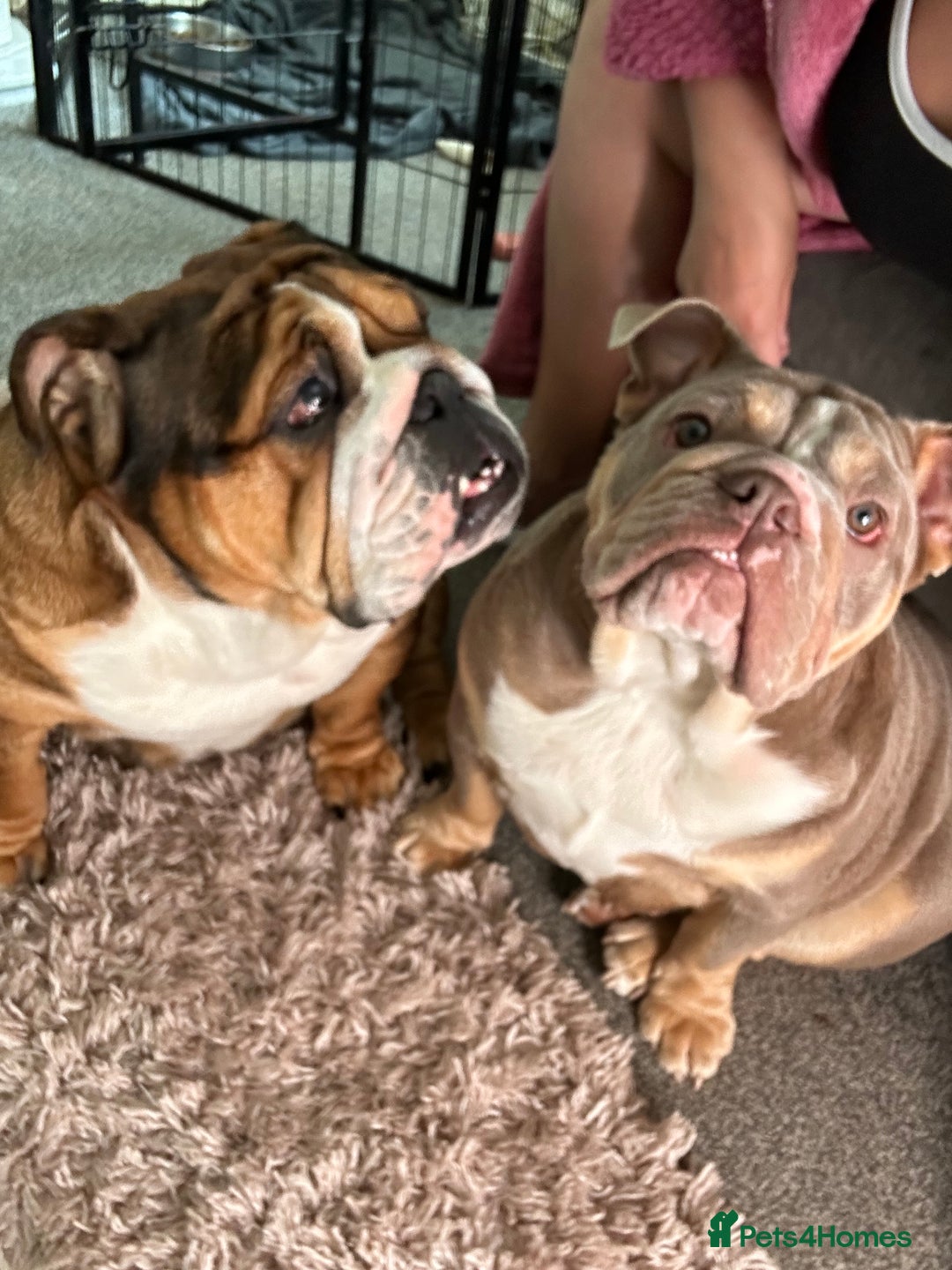 English Bulldog dogs for sale: English bulldog for re homing  - Advert 5