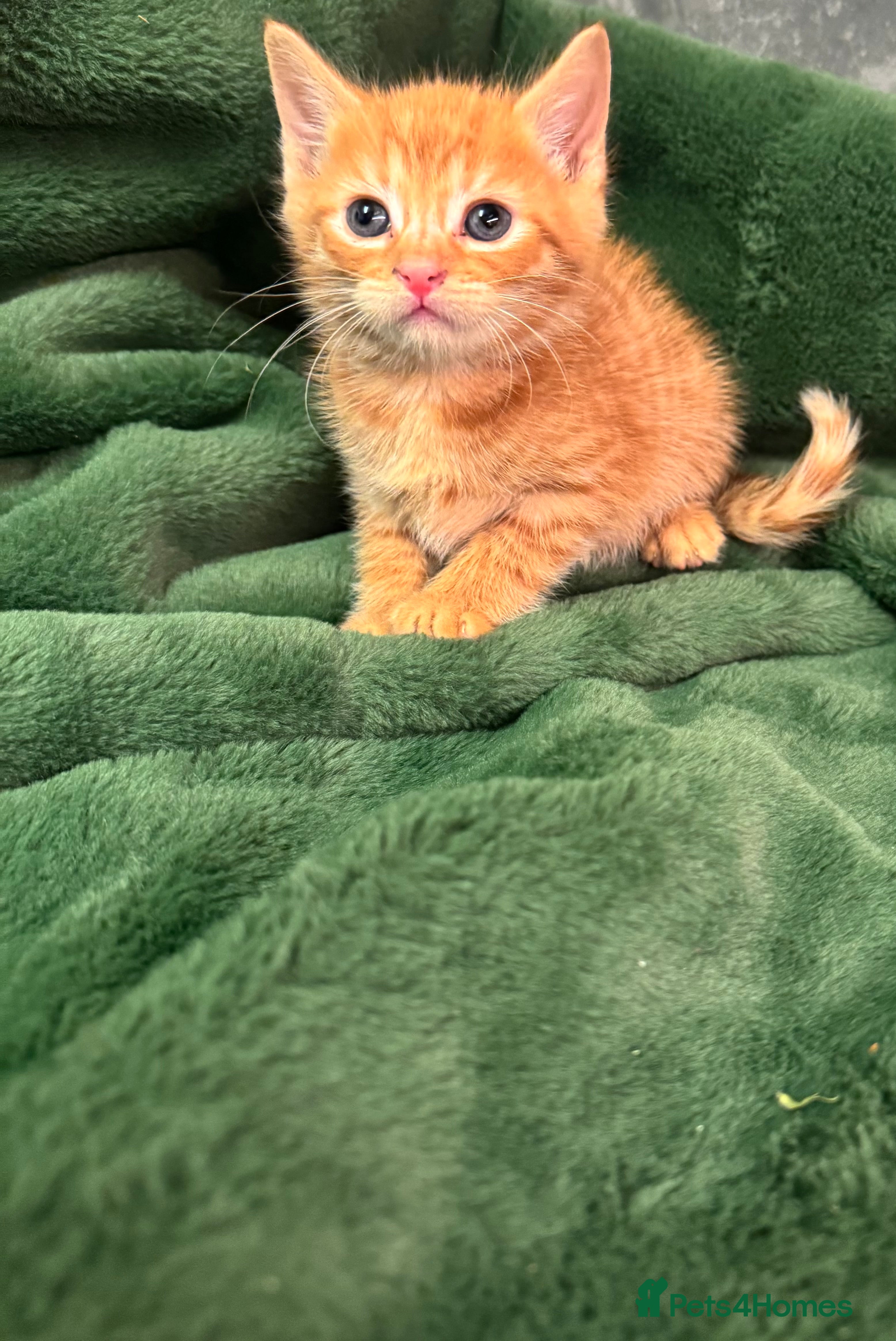 Mixed Breed cats Kittens  - Advert 10