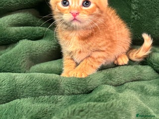 Mixed Breed cats Kittens - Advert 10