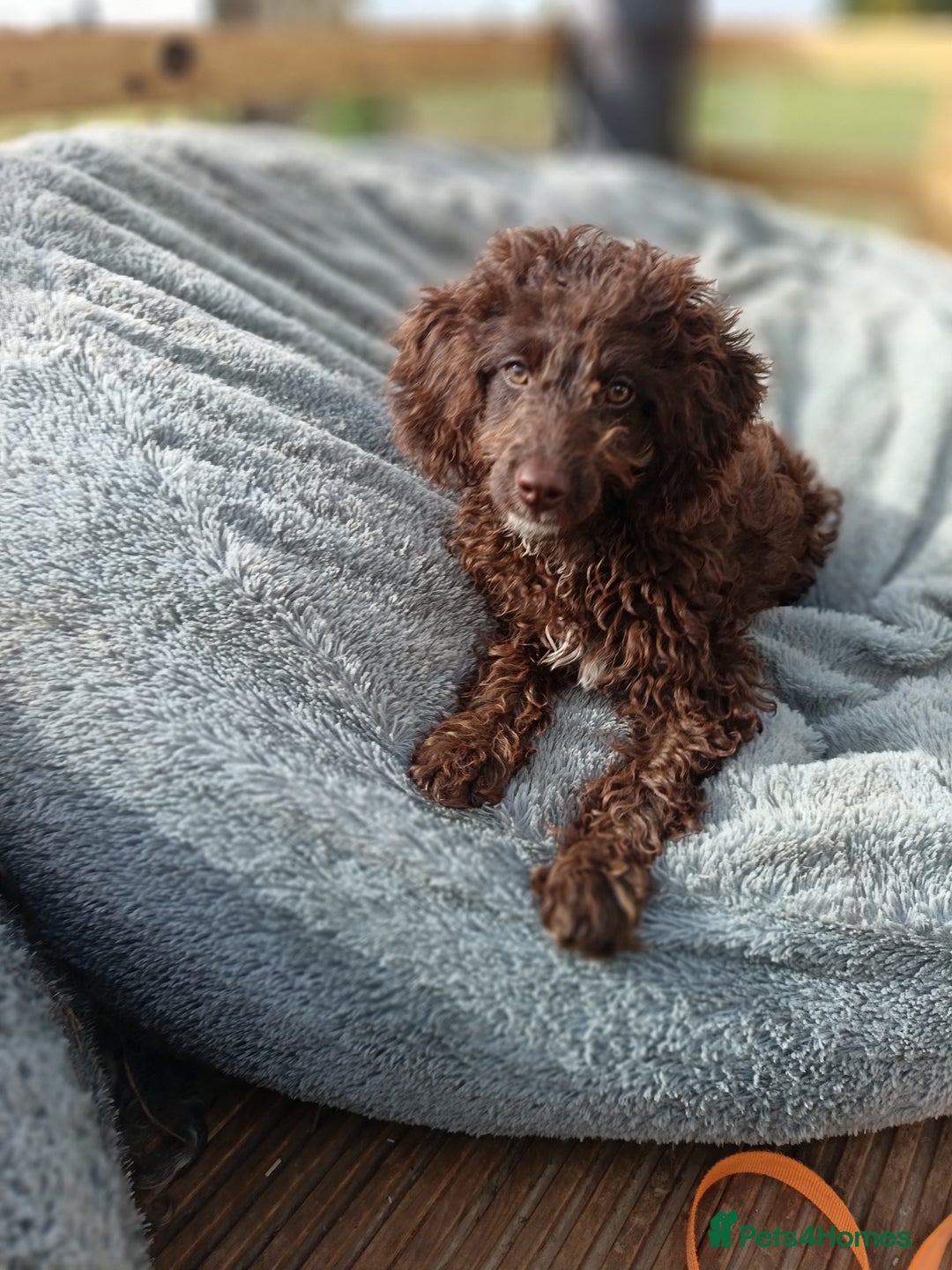 Australian Labradoodle dogs for sale: 🧡💚💙Last girl available, fully health test💙💚🧡 - Image 33