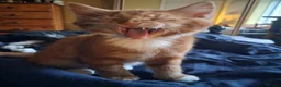 Mixed Breed cats for sale: Kittens  - Advert 1