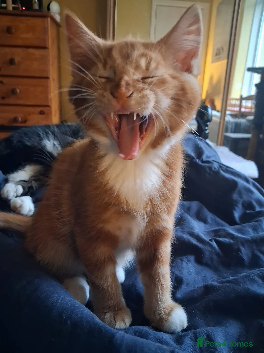 Mixed Breed cats for sale: Kittens  - Advert 1