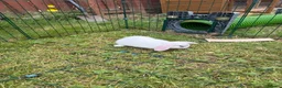 Dwarf Lop rabbits for sale: Dwarf Lop Baby Bunnies  - Advert 18