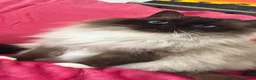 Ragdoll cats for sale: Ragdoll kittens for reservation 🫶 - Advert 2