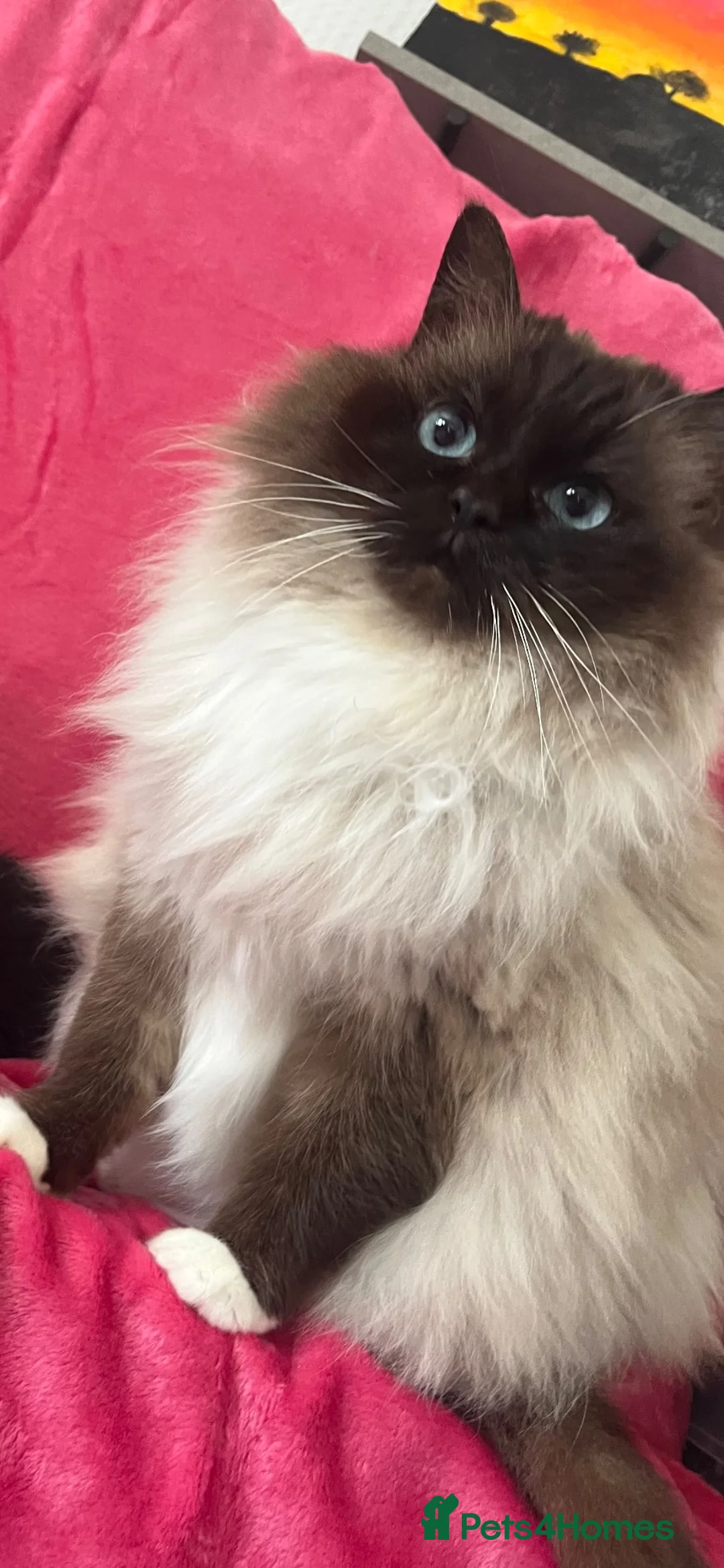 Ragdoll cats for sale: Ragdoll kittens for reservation 🫶 - Advert 2