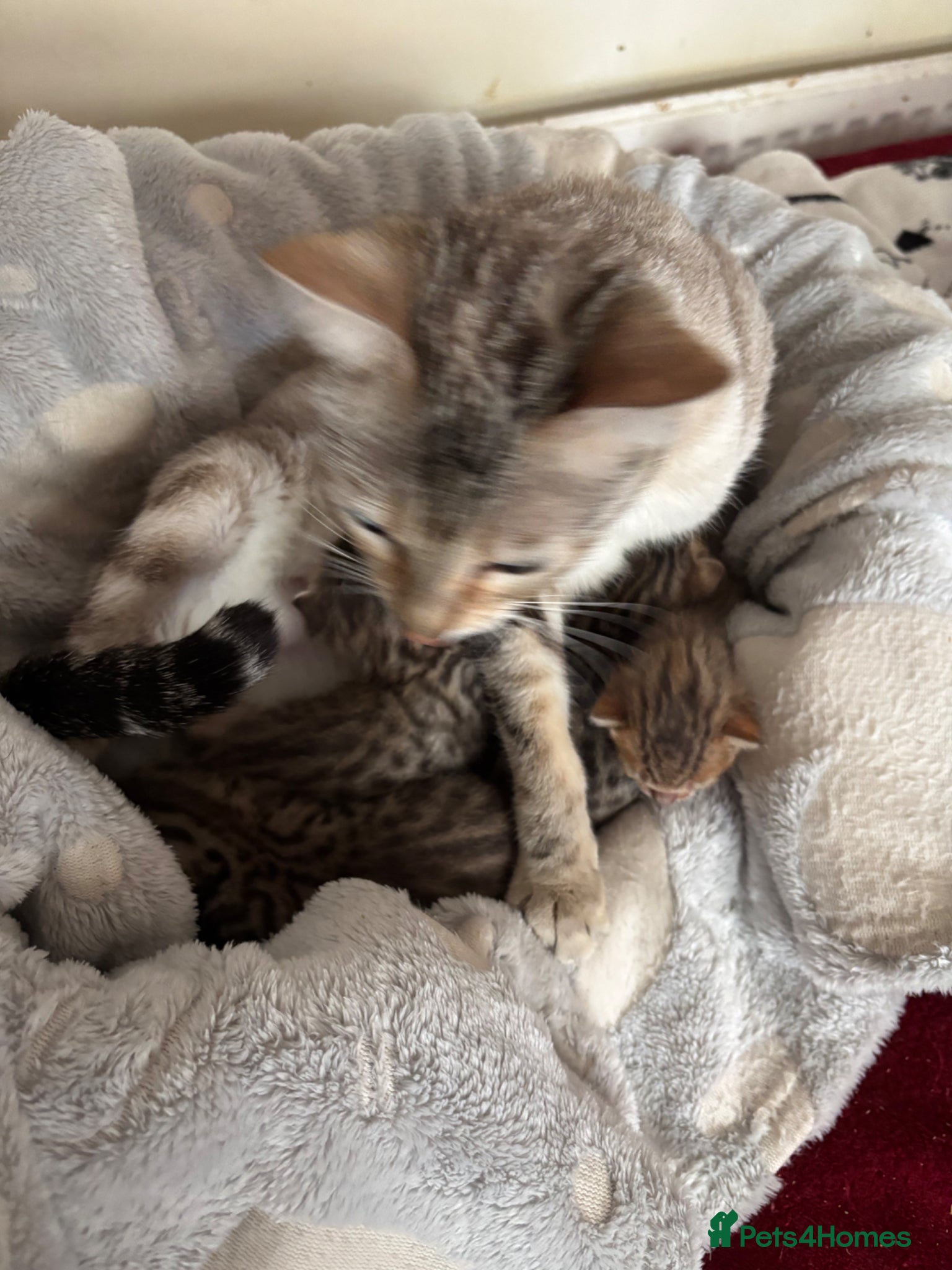 Bengal cats Gorgeous brown spot bengal kittens  - Advert 1