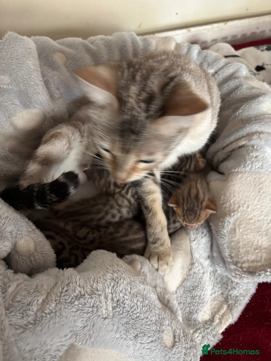 Bengal cats for sale: Gorgeous brown spot bengal kittens  - Advert 1