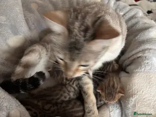 Bengal cats Gorgeous brown spot bengal kittens - Advert 16