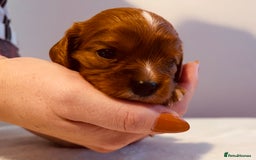 Cavalier King Charles Spaniel dogs for sale: Stunning KC Cavalier King Charles Spaniel Puppies. - Image 30
