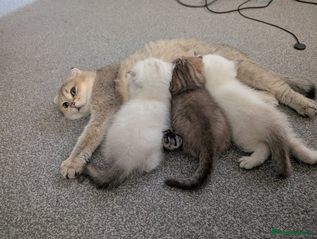 Mixed Breed cats for sale: Scottish Fold x Ragdoll Kitten - Advert 3