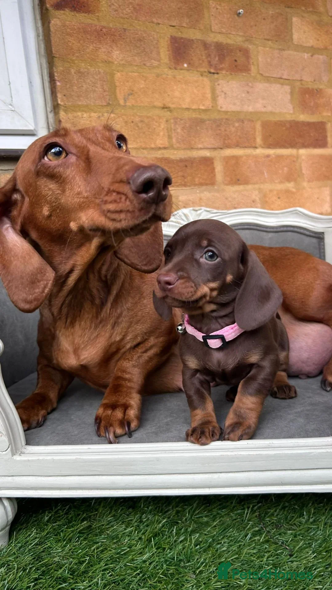 Miniature Dachshund dogs for sale: Beautiful Miniature Dachshund Puppies - Advert 13