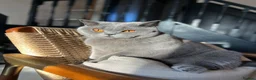 British Shorthair cats for sale: British shorthair boy, 1.6 years - Advert 9