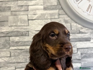 Sprocker dogs LAST PUPPY LEFT READY TO TAKE HOME! - Advert 14