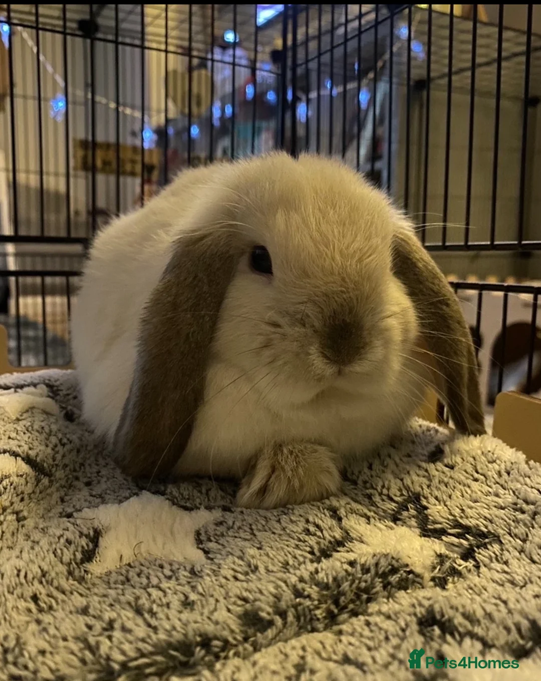 Mini Lop rabbits for sale: seal point mini lop buck for sale - Advert 1