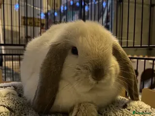 Mini Lop rabbits seal point mini lop buck for sale - Advert 1