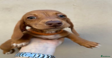 Miniature Dachshund dogs - Advert 2