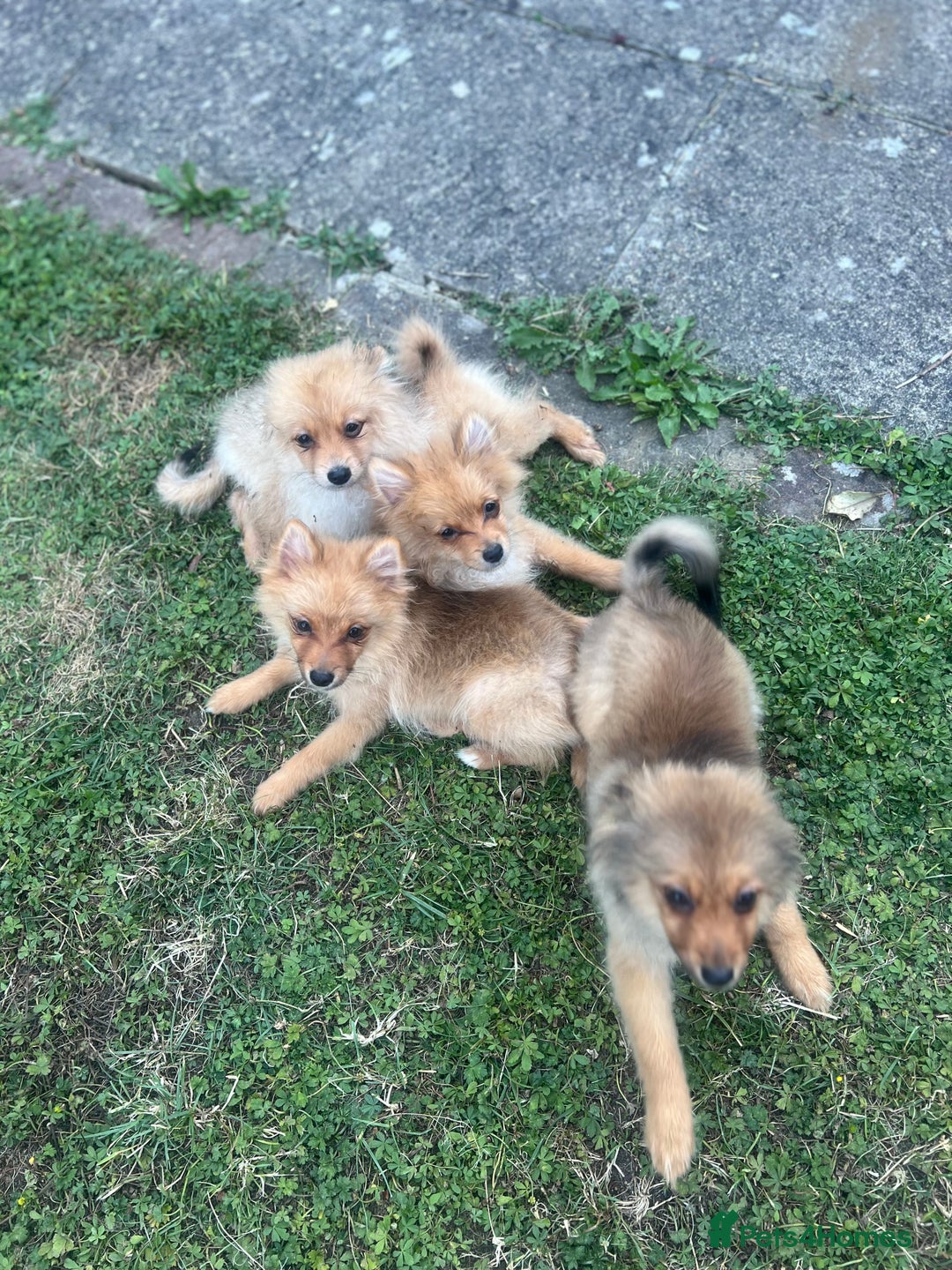 German Spitz dogs for sale: 4x Beautiful German Spitz Pomeranian Puppies  - Image 9
