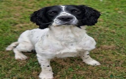 English Springer Spaniel dogs for sale: Springer spaniel  - Image 1
