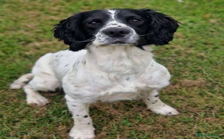 English Springer Spaniel dogs - Advert 2
