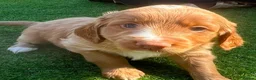 Cockapoo dogs for sale: Stunning cockapoo puppies in Beccles - Advert 11