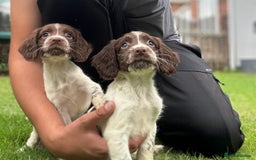 English Springer Spaniel dogs for sale: English springer spaniel puppies 🤎🤎 - Image 1