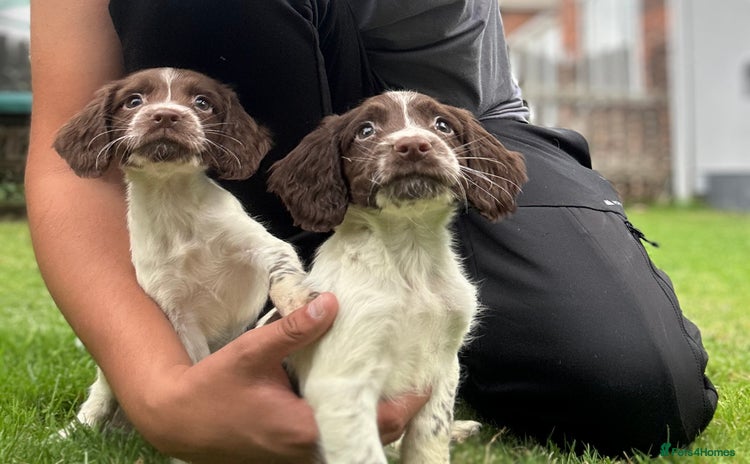English Springer Spaniel dogs - Advert 2