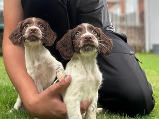 English Springer Spaniel dogs - Advert 4