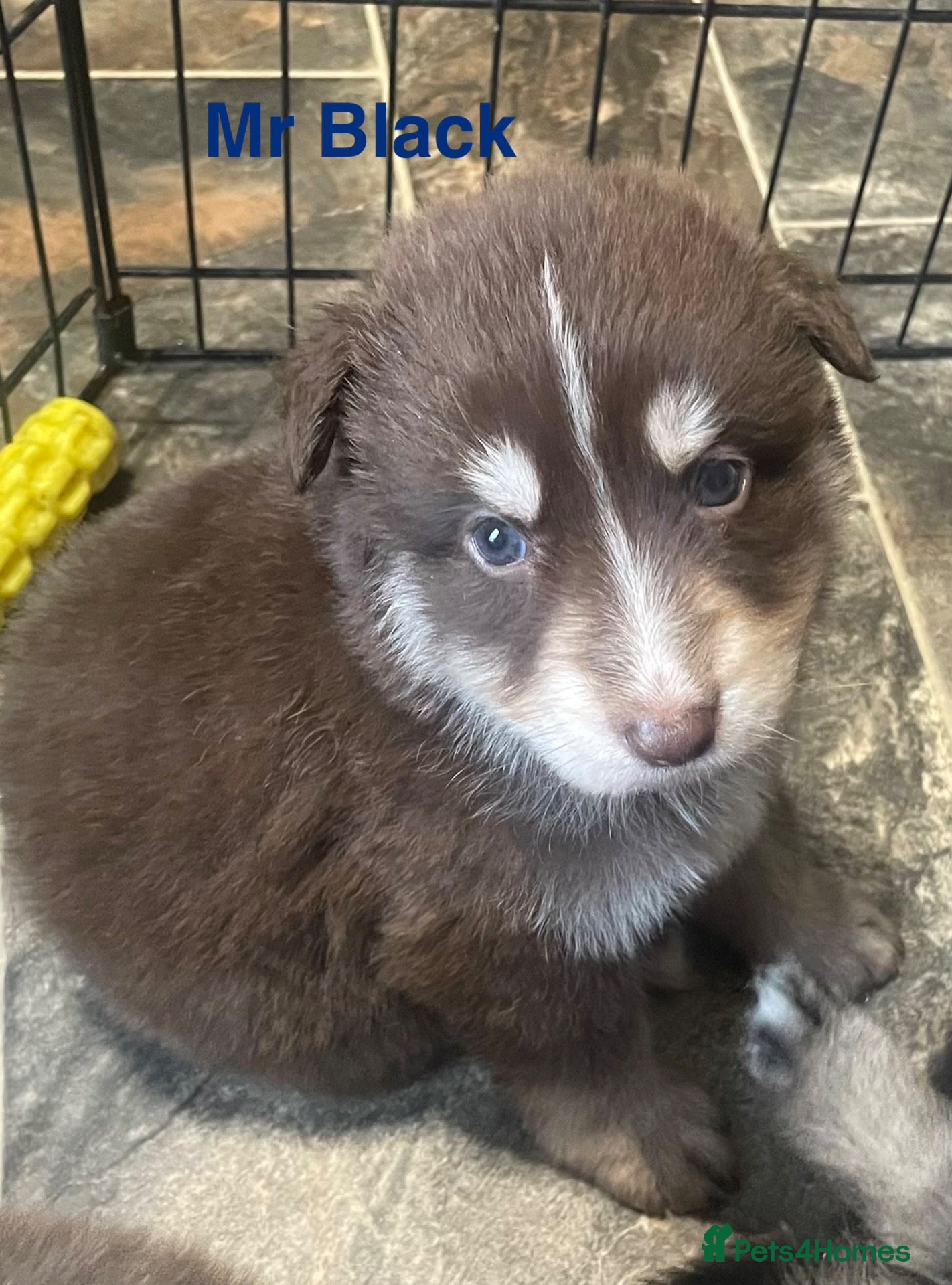 German Shepherd dogs for sale: Straight-Back German Shepherd Puppies  - Advert 2