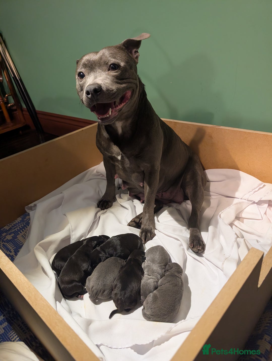 Staffordshire Bull Terrier dogs for sale: Ms/Mister - Image 30