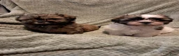 Malshi dogs for sale: Malshi 2 boys puppies - Advert 3