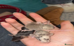 Mouse rodents for sale: Baby mice males and females  in Honiton - Image 14