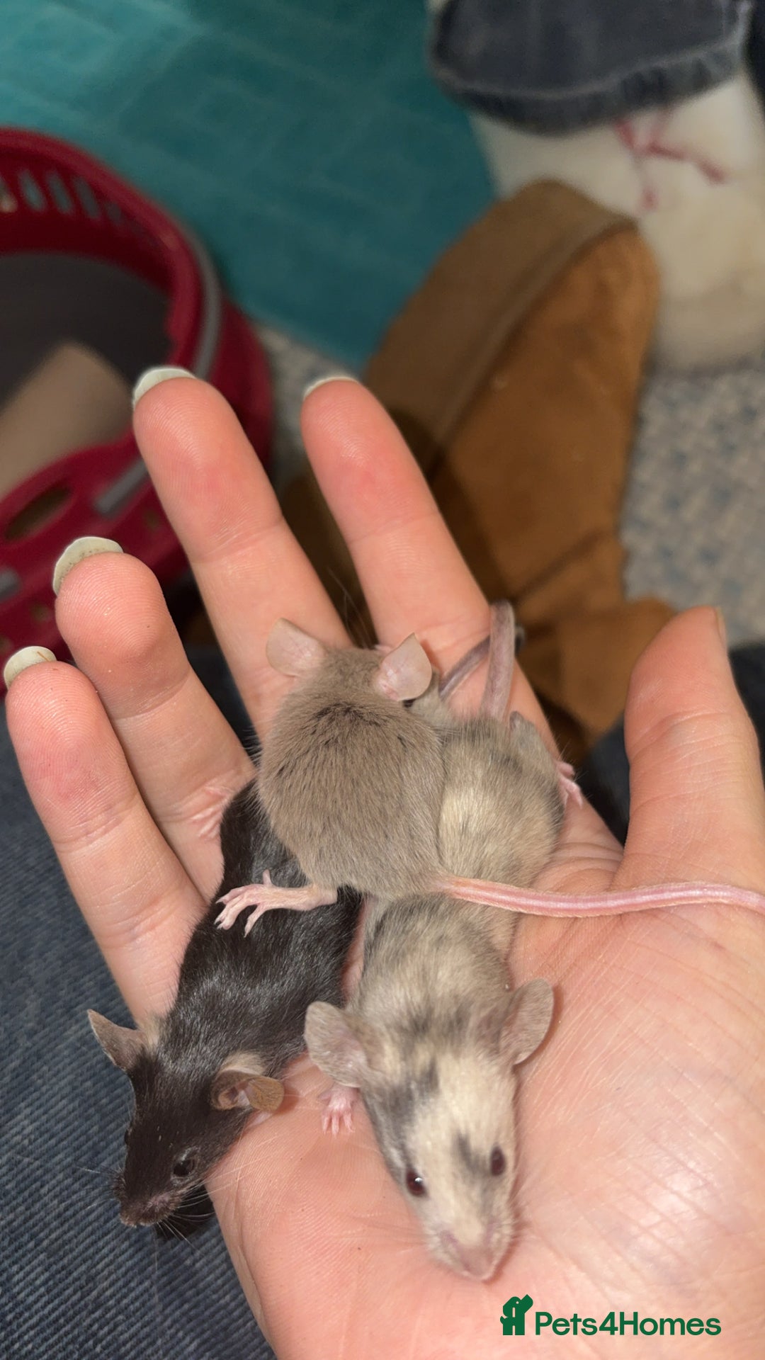 Mouse rodents for sale: Baby mice males and females  in Honiton - Image 14