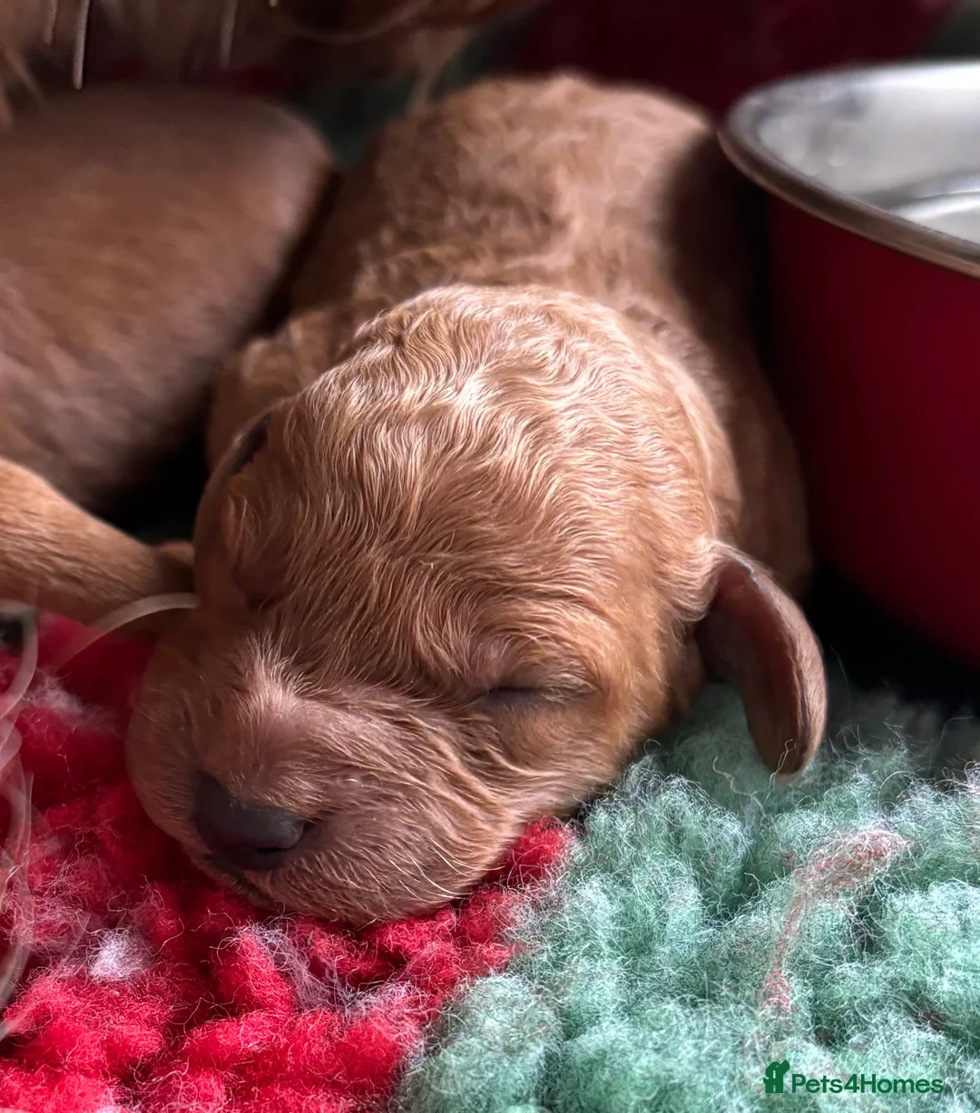 Cockapoo dogs for sale: 🐾Cockapoo Puppies Available for Loving Homes🐾 - Advert 11