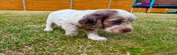 Cockapoo dogs for sale: Beautiful Cockapoo Babies 🐾🐾🐾 - Advert 9
