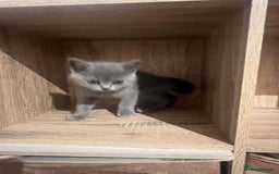 British Shorthair cats for sale: READY NOW!!Pedigree British Short Hair Kittens - Image 24