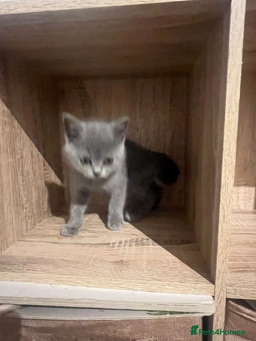 British Shorthair cats for sale: READY NOW!!Pedigree British Short Hair Kittens - Image 24